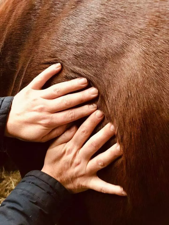 mains fascia massage equine mind body