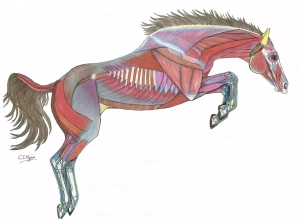 Equine mind body