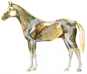 anatomie
