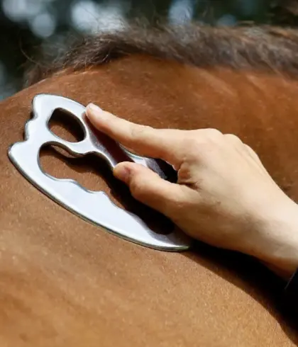iastm equine mind body dos cheval