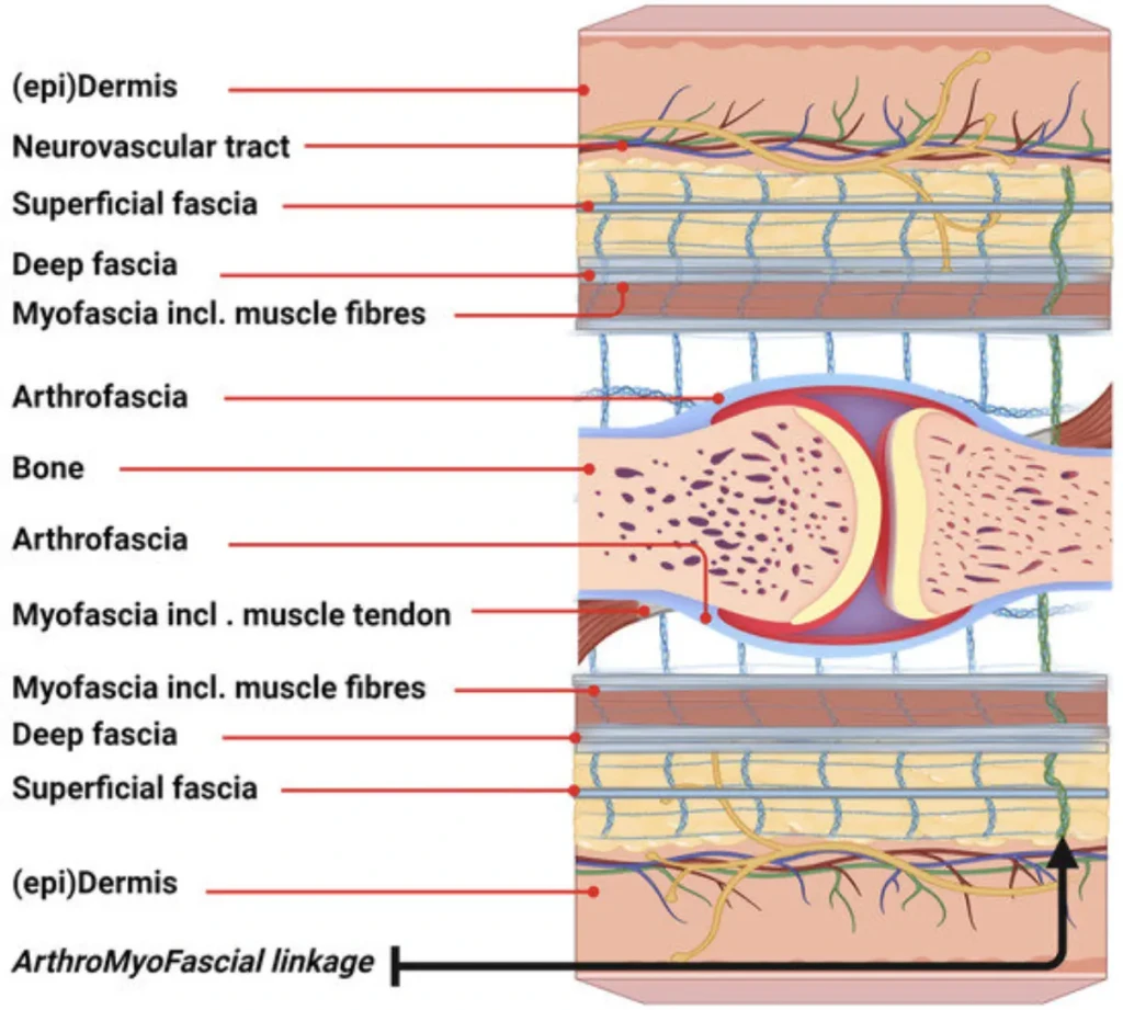 peau fascia muscles articulations equine mind body
