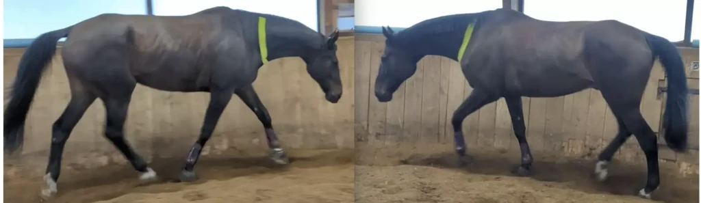 Permettre au cheval de prendre une posture plus fonctionnelle grâce au k-taping dans l'entraînement. 