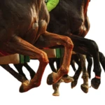 pieds du cheval : approche biomécanique
