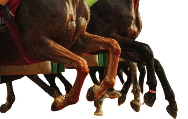 pieds du cheval : approche biomécanique