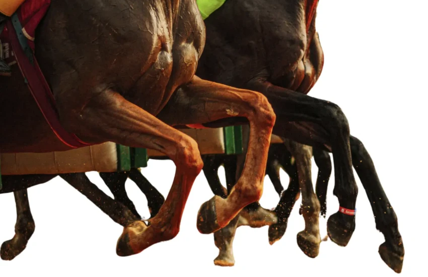 pieds du cheval : approche biomécanique